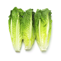 לבבות חסה אורגנית