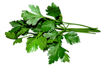 פטרוזיליה אורגנית